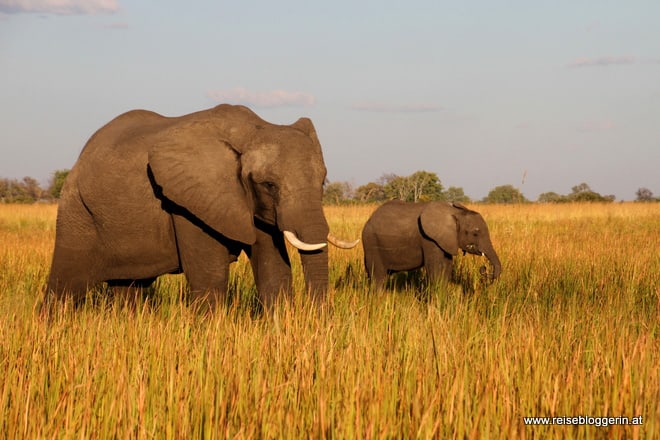 Elefanten in Botswana