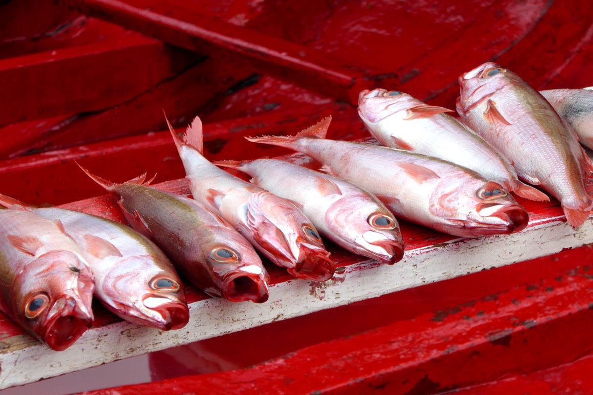 Fische