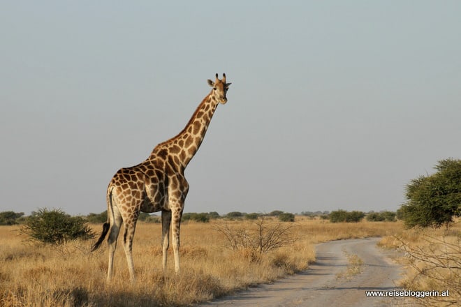 Eine Giraffe in Botswana