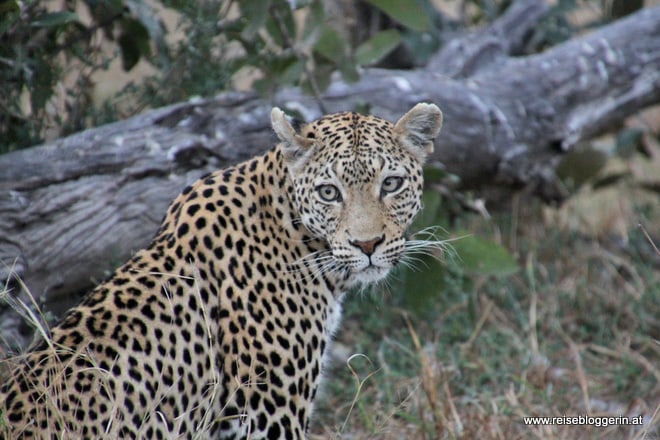 eine Leopardin in Botswana