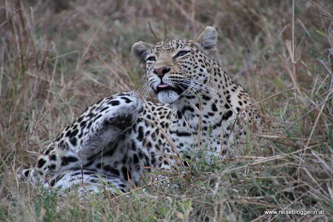 eine Leopardin