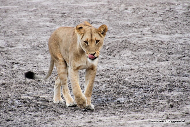 Eine Löwin in Botswana