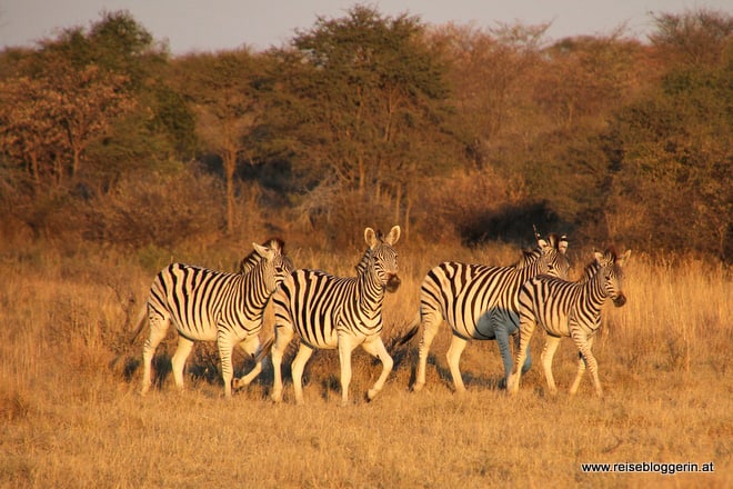 Zebraherde in Botswana